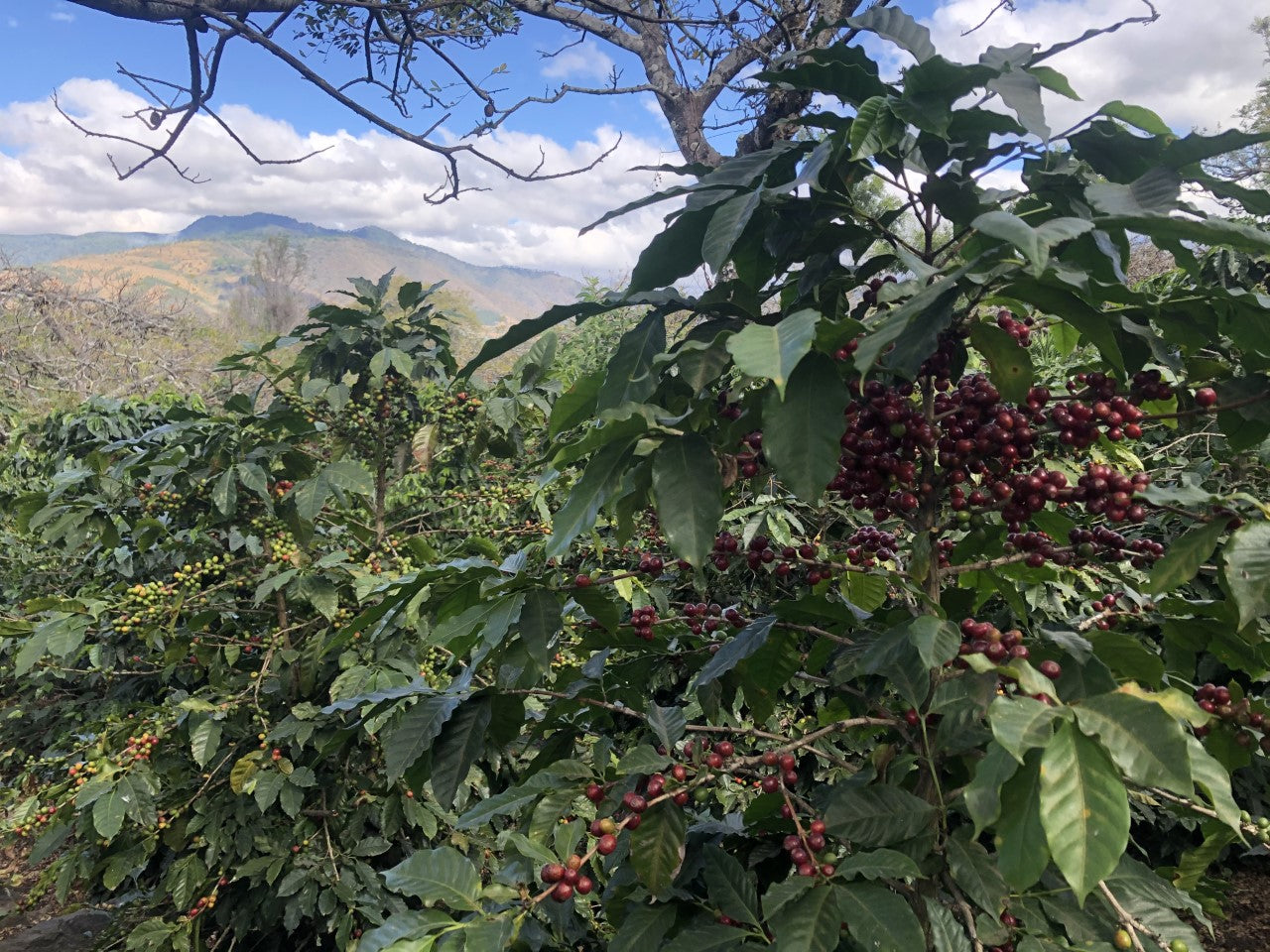 Day 2 in Guatemala - On the Farm!