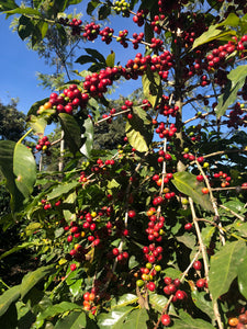 My first time on a coffee farm