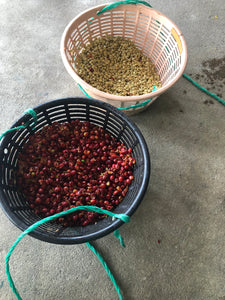 Processing our harvested coffee.