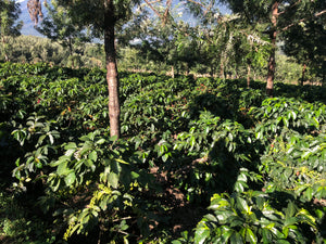 Guatemalan Coffee Farm Experience