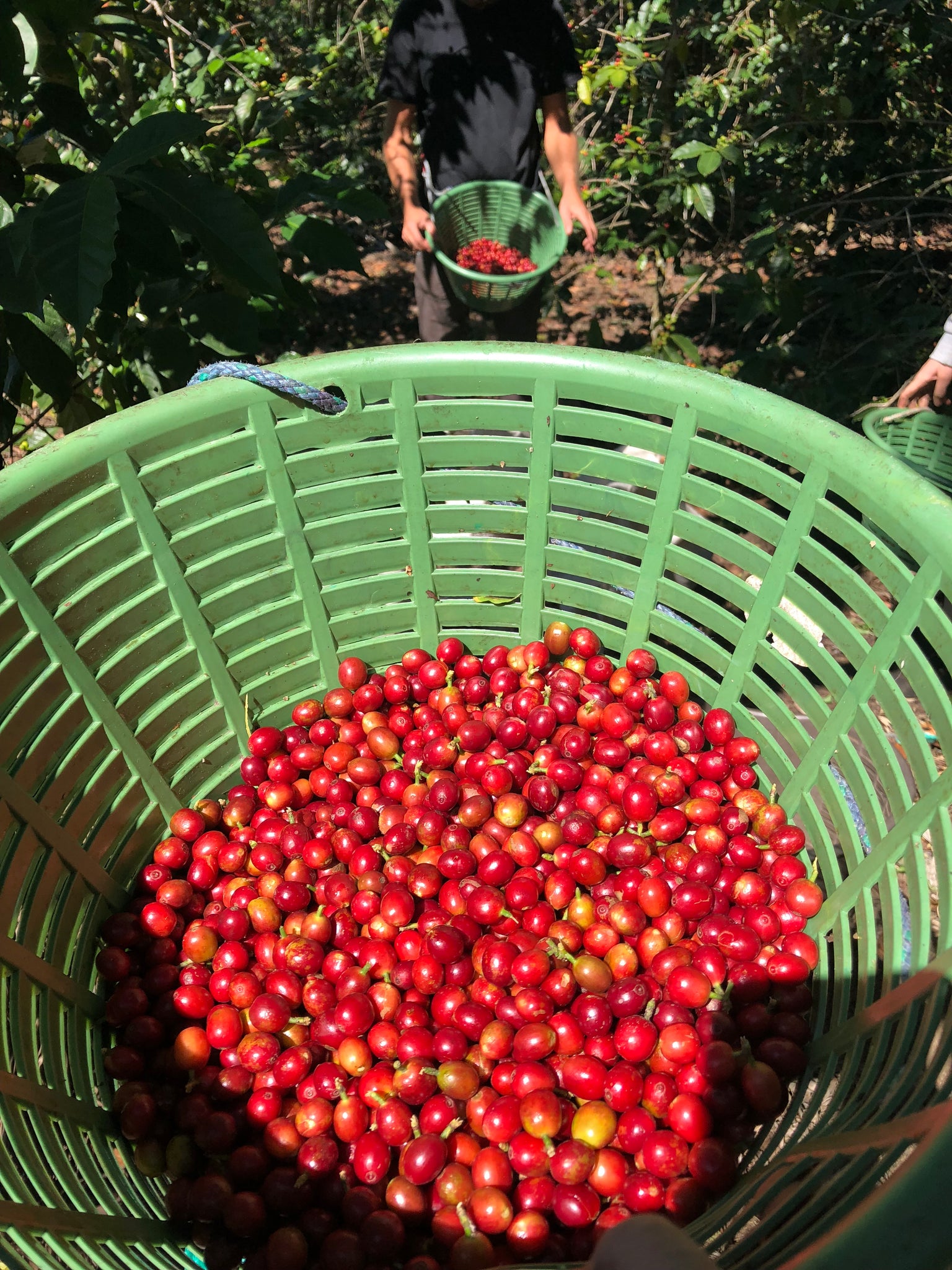 Coffee Processing - Natural vs. Washed